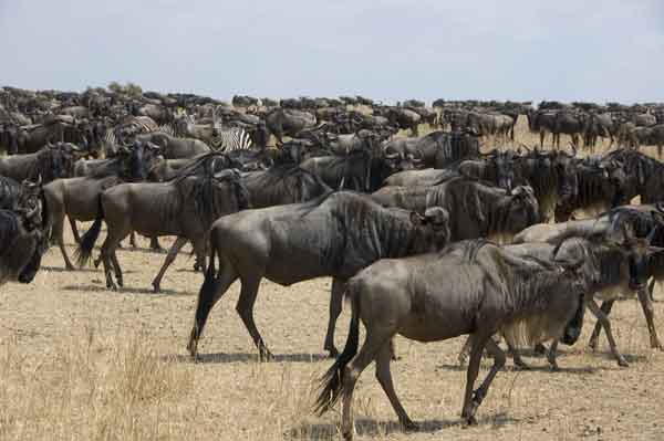 11 - Kenia - Nus - reserva nacional de Masai Mara